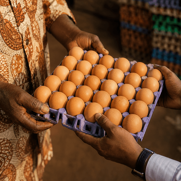 Hands holding a crate of fresh Primora eggs
